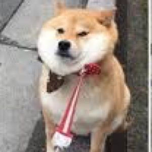 Meet your Posher, Lylah